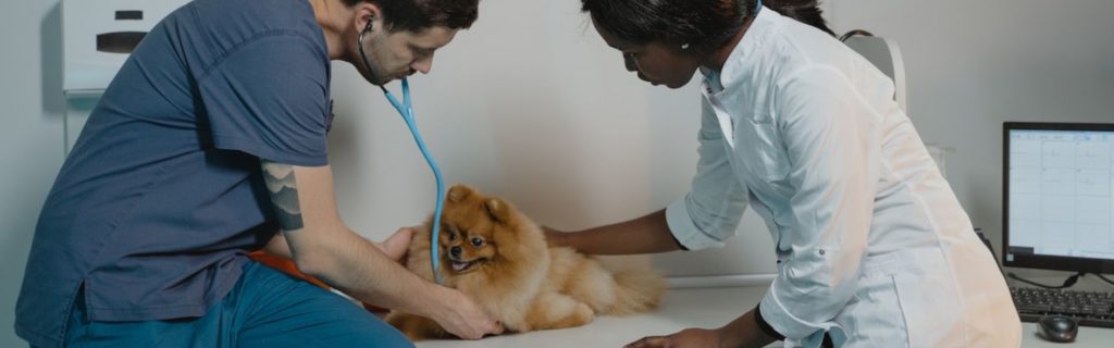 Conoce al auxiliar de veterinaria y sus funciones