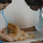 ¿Cuáles son las funciones de un auxiliar de veterinaria?