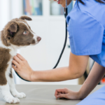 Cuidado veterinario: responsabilidades y habilidades profesionales